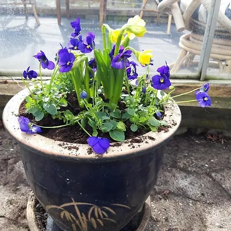 Wolte رينغستيد